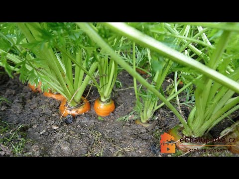 Video: Pěstování Mrkve