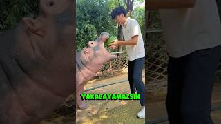 Hayvanat Bahçesindeki Sevimli Hipopotamın Karpuz Keyfi Resimi