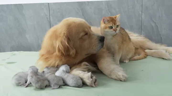 Golden Retriever Meets Mom Cat with Newborn Kittens for the First Time