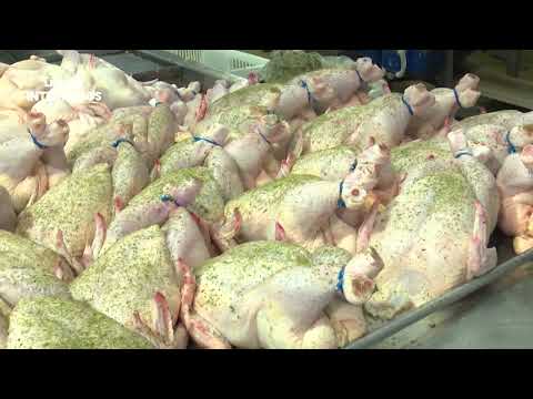 Como é produzido o frango direcionado para exportação?