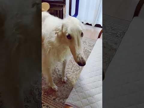 ブラッシング が 気持ち良くてご機嫌な大型犬