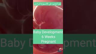 Baby Development 6 Weeks Pregnant نمو الجنين في الاسبوع السادس