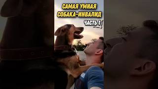 САМАЯ УМНАЯ СОБАКА-ИНВАЛИД. ЧАСТЬ 1  #животные #собака #инвалидность