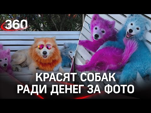 Красят собак для платных фото: «предпринимателей» из Сочи проверит полиция