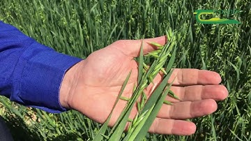 Timing of the Final Fungicide in Oats- Shay Phelan