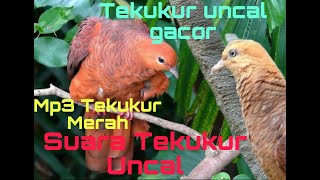 AUDIO!! Burung uncal Merah/Tekukur Api/Dekuku Merah