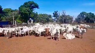 TRABALHANDO NO CURRAL: EMBARCANDO O GADO COM SUCESSO!!! #gado  #boiada #curral