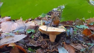 Kanlica Mantarikayişkiran Ve Ayi Mantari Toplamabolu