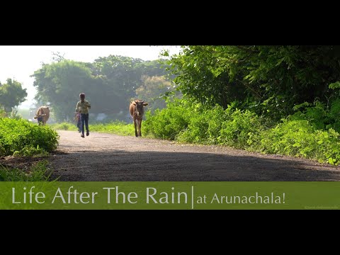 Life After The Rain | Tiruvannamalai | Arunachala - 4K