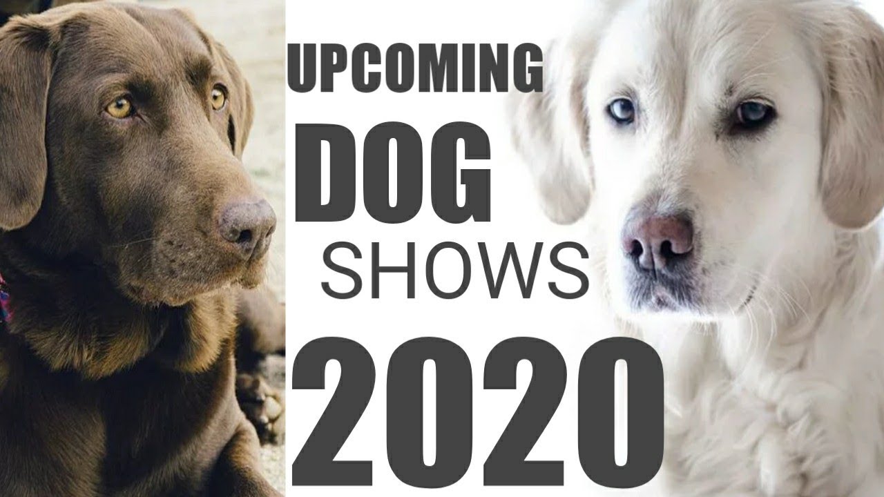 upcoming dog shows