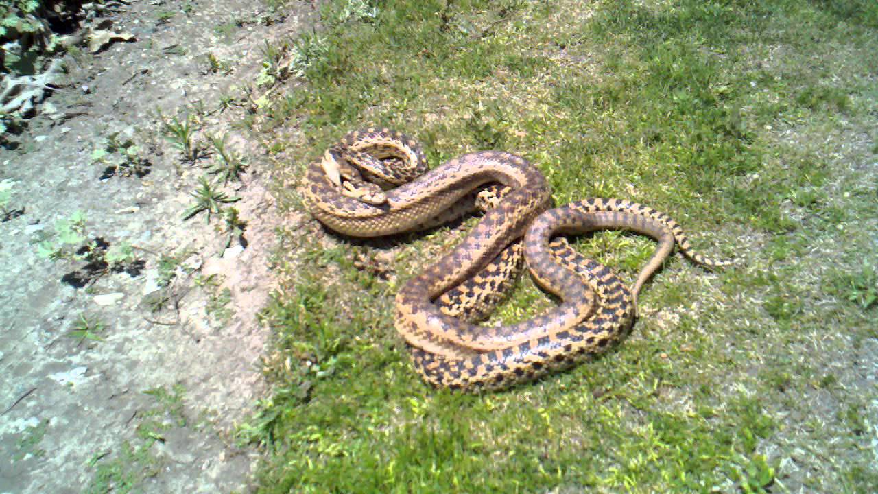 Gopher snakes mating at Oso Creek YouTube