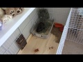 Custom Built Wood Base For C&C Cage! Rabbit/Bunny Cage Tour (Seymour) Custom Built Wood Base For C&C Cage! Rabbit/Bunny Cage Tour (Seymour)
