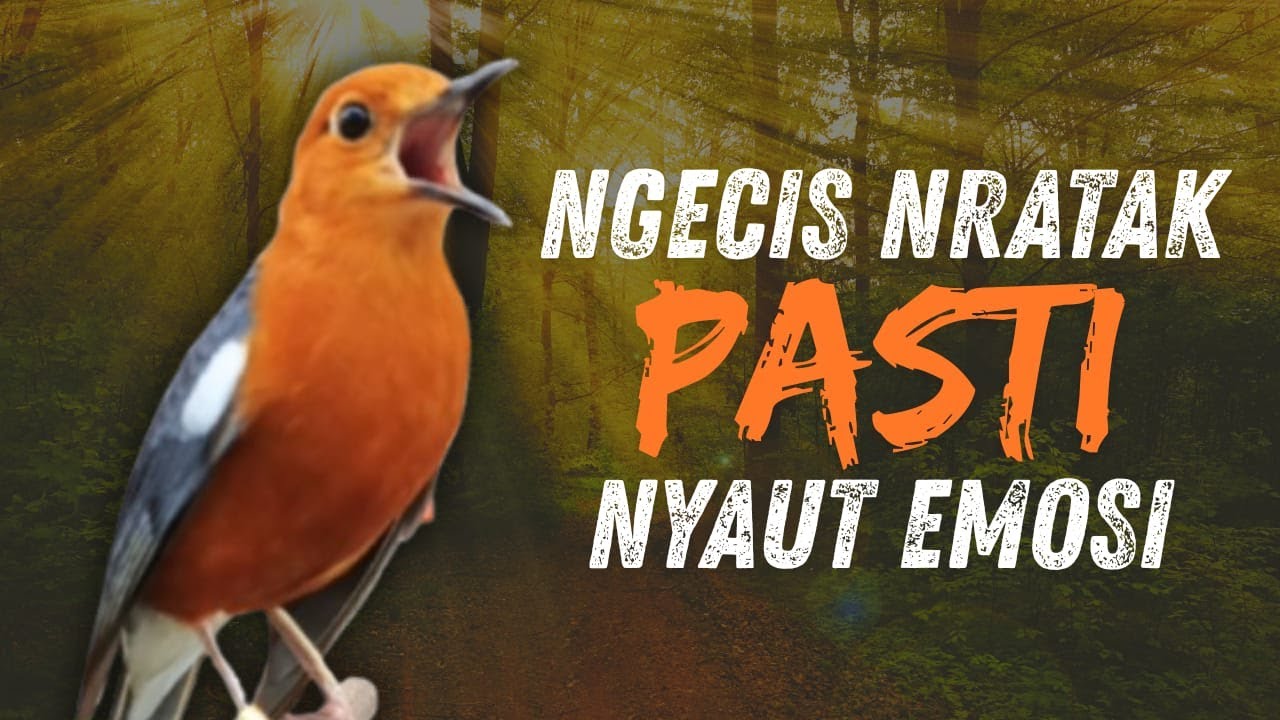 MACETAN PASTI NYAUT | ANIS MERAH GACOR INI 100% JITU UNTUK PANCINGAN ANIS MERAH MACET BIAR BUNYI |21