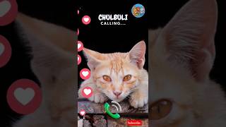Download Lagu 🤙 😺 #ringtone #cat #trending #cutecat #youtubeshorts #viralshort #calling #kitten #2025trends #gato MP3 Download Lagu 🤙 😺 #ringtone #cat #trending #cutecat #youtubeshorts #viralshort #calling #kitten #2025trends #gato MP3