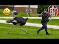 Funniest Animal Videos 2026 😂 Nobody Told Them To Behave Mp3 Song