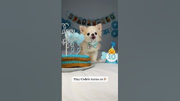 Chihuahua Cedric turns 10! #shorts