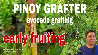 How to graft avocado? A cleft grafting tutorial 2022