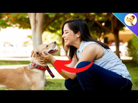 Video: 5 säkraste ställen att pet en hund