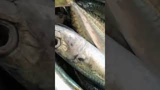 Masarap Mamingwit Ng Doble Dobleng Makerel: It Is Good To Double Catch Mackerels