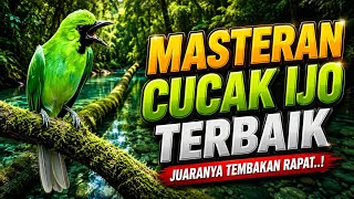 CEPAT MASUK, MASTERAN CUCAK IJO FULL ISIAN TEMBAKAN RAPAT SUARA JERNIH! CETAK CUCAK IJO JUARA