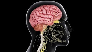 The Brain | Spinal Cord | Human Body | المخ | الحبل الشوكى | وجسد الإنسان