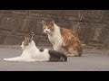 なっちゃんとまだら いってらっしゃいの鼻チュー