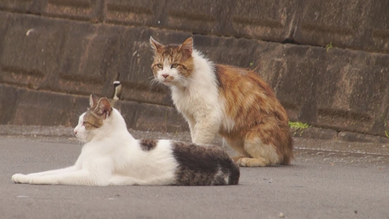 なっちゃんとまだら いってらっしゃいの鼻チュー