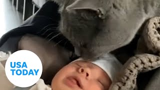 Cat’s first time meeting family’s newborn baby is heartwarming | USA TODAY