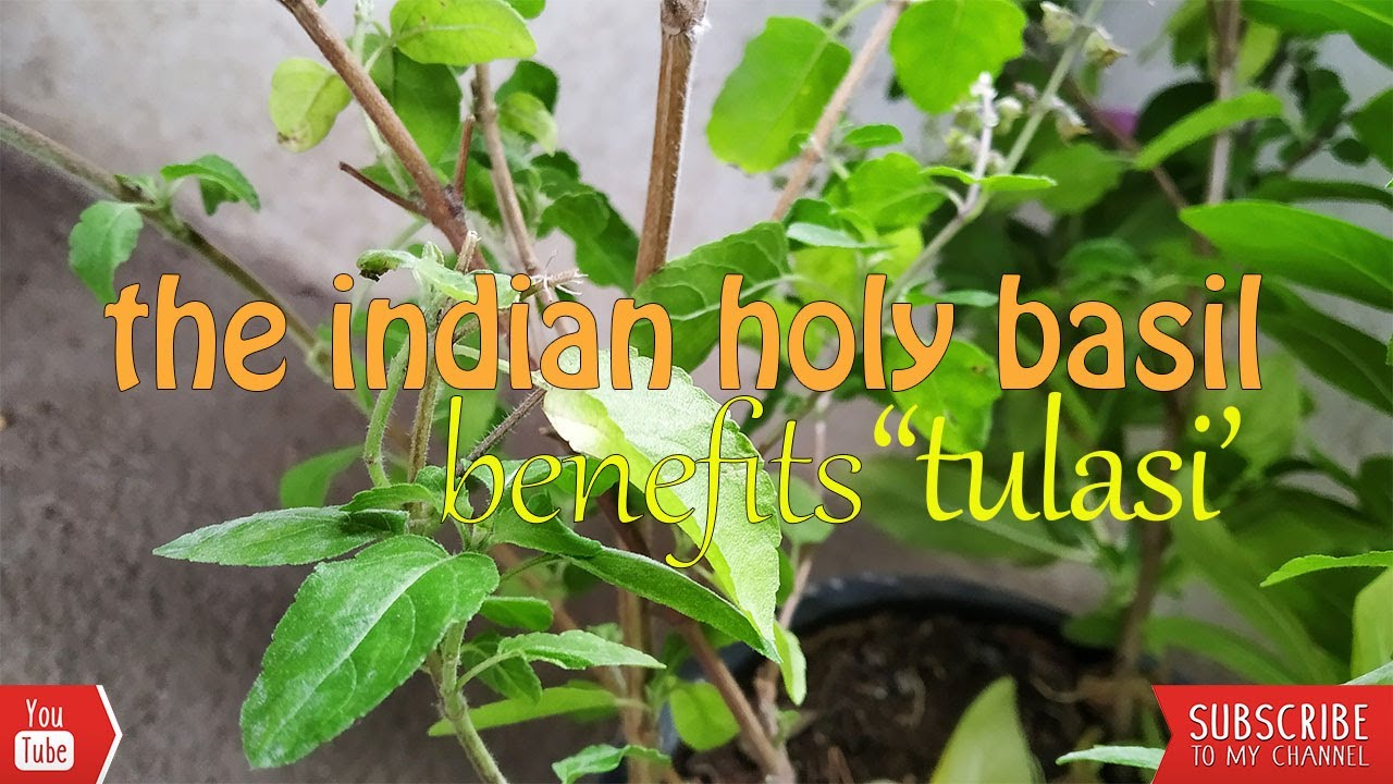 Indian Holy Basil benefits........ YouTube