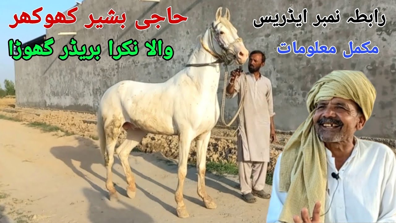 Bashir Khokhar wala nukra breedar ghoda |most beautiful stallion in Pakistan