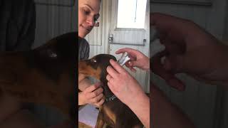 Doberman puppy ear taping