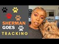 MY DOG PRACTICES TRACKING - HOW MY DOG SHERMAN TRACKS WITH HIS NOSE