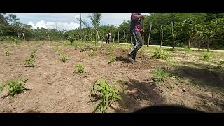 Continuação Da Limpa Na Roça Do Seu Chico Cicurão