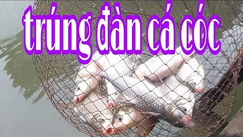 Canh Con Nước Trúng Đàn Cá CÓC @7liem123