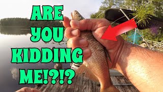 Fishing Giant Live Bait for BIG Bowfin!? Handline Fishing Challenge!!