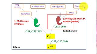 Cobalamin B12 deficiency and Intracellular metabolism of cobalamin B12, disorder and diagnosis