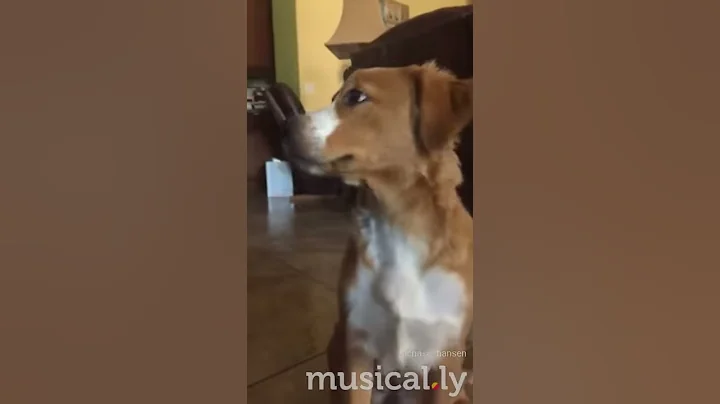 Dog Laughing