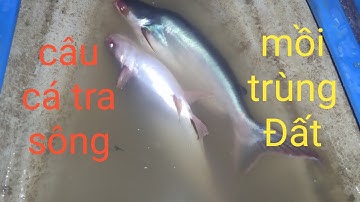 Nhịp sống miền tây l câu cá tra sông bằng mồi trùng Đất lên 1 cập cá khủng