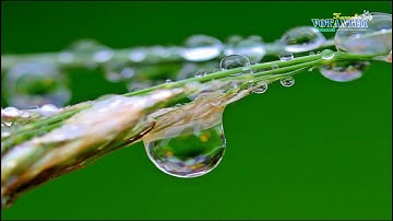 Âm nhạc lớp 7: Khúc ca bốn mùa Có lời hát