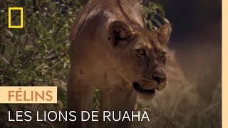 Ruaha, le parc avec la plus grande concentration de lions au monde