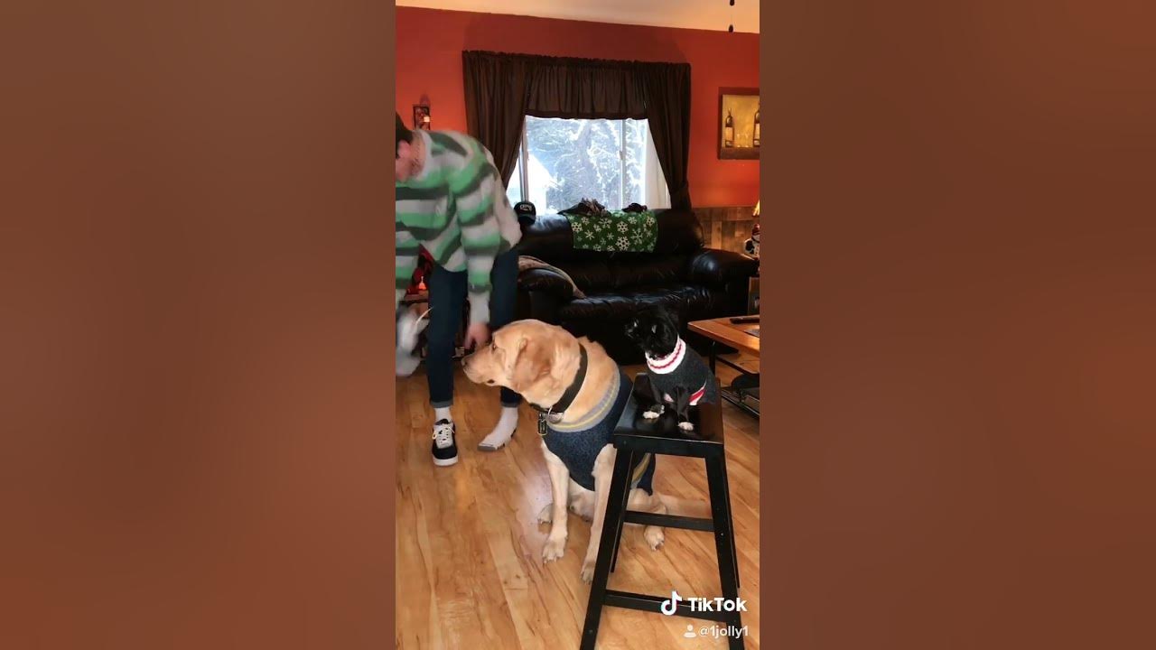 Jingle Bell Rock (Josh Puddin and Dozer) Jingle Bell Rock (Josh Puddin and Dozer)