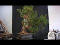  live studio bocabello bonsai