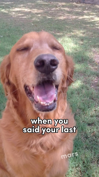 when you said your last goodbye, i died a little bit inside. #sad #dog