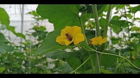 Qúa Trình Phát Triển Cây Dưa Lưới & Những Lưu Ý - Melon Plant Growing Process & Notes.