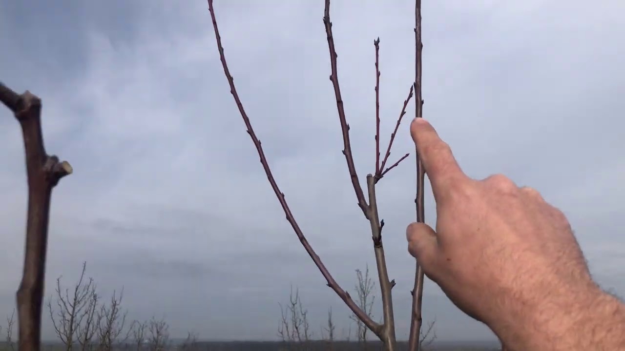 Opravný řez terminálu a rozložení koruny. Radkův sad