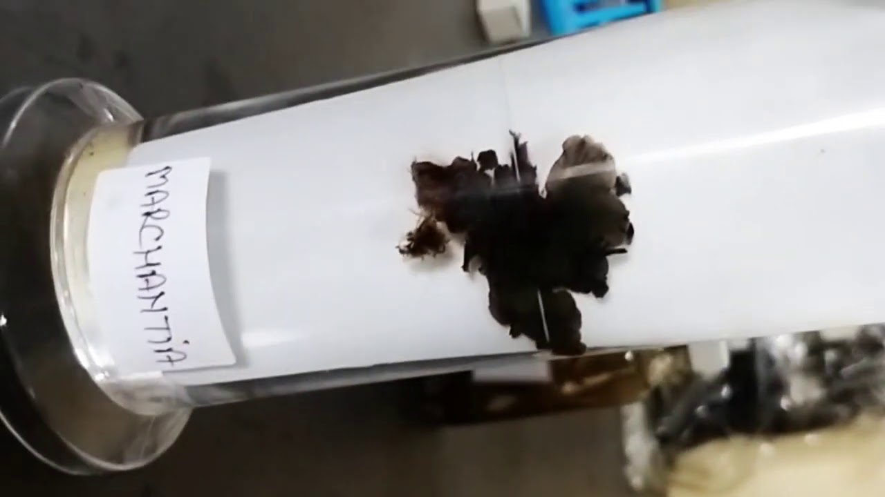 Marchantia /in /Lab / botany YouTube