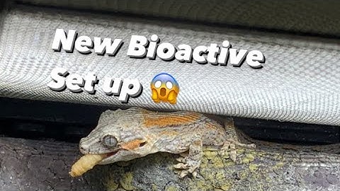 Bioactive gargoyle gecko set up !