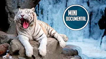 ¿Qué tan raro es un tigre blanco?