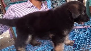 Download lagu Imported Chion Bloodline Heavy Bone German Shepherd At Galiff Street Kolkata Imported Chion Bloodline Heavy Bone German Shepherd At Galiff Street Kolkata