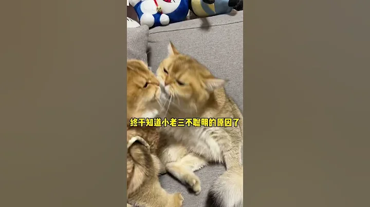 【牛奶是只猫】小老三：我怀疑我是捡来的！#猫咪 #金渐层 #萌宠 - 天天要闻